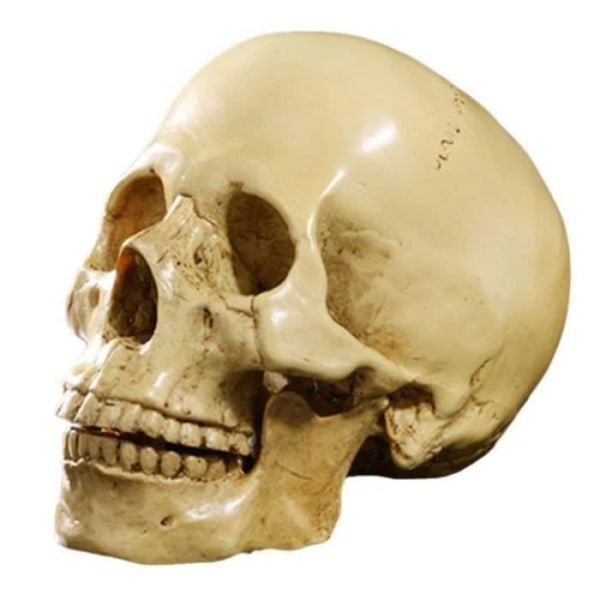 1:1 Human Skull Resin Model Anatomical Teaching Decoration Yellow Aa10539