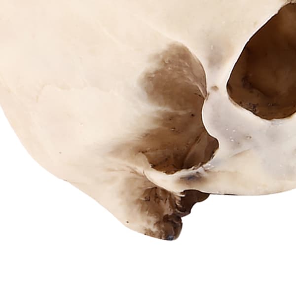 A Resin Skull Flower Pot