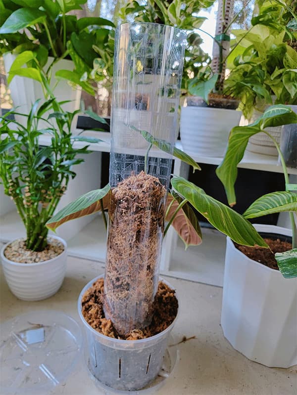 Plante Stykke Plast Mosepinne for Plantestøtte og Torvmose Støtte