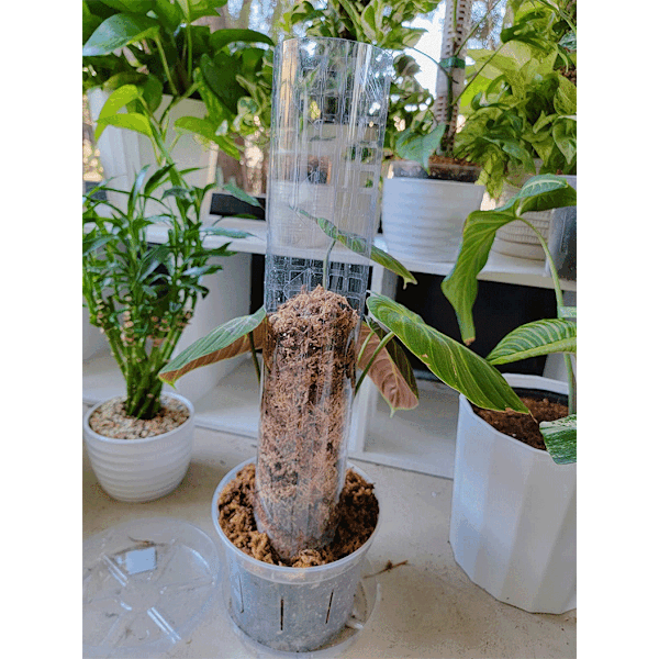 ##/Stycke Växtplastmossa Stöd för Växtpinne och Torvmossa Stöd##/