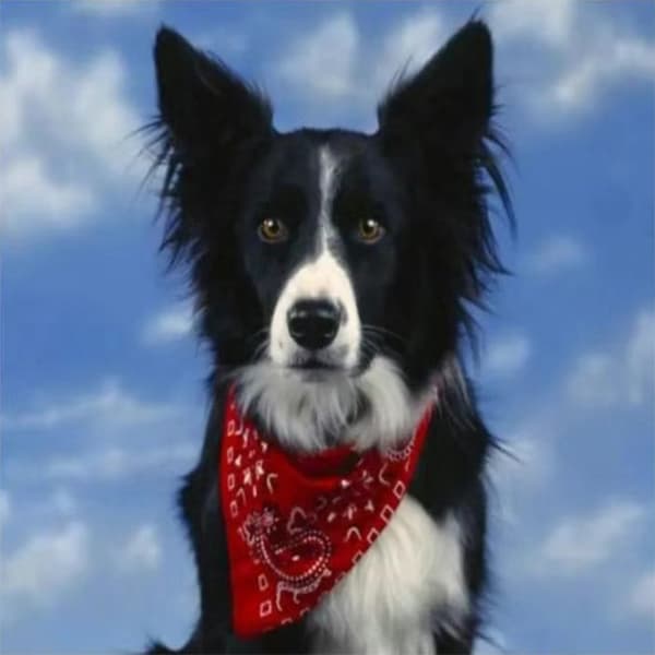 ##/30x40cm DIY Diamantmålning Kit för Vuxna och Barn - Söta Hund, A##/