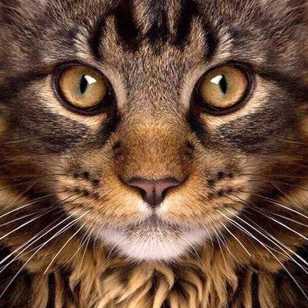##/Söt katt närbild (30 * 40 1 st) Diamantmålning##/