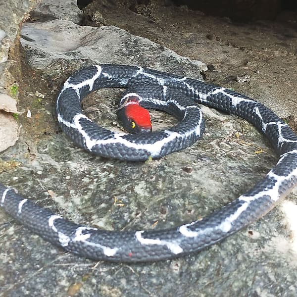 /#/Simuloitu kuminen käärme, punainen python, 1 kpl, eläinlelu, Halloween tai huhtikuun aprillipila ja kiinnipitotarvike/#/