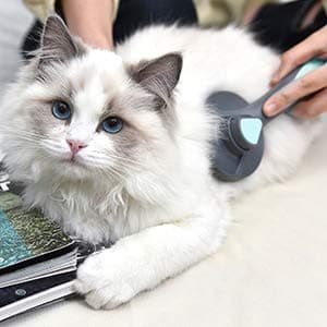 Kattborste, hundborste, husdjursborste för hundar och katter med kort, medellång päls