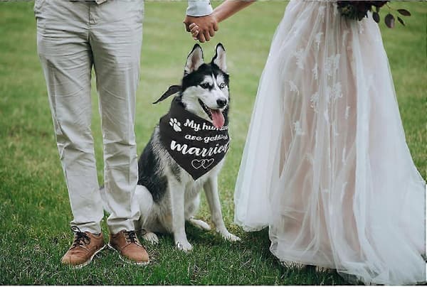 Hund Bröllopsbandana för Nyförlovade Par Påskfotorekvisita