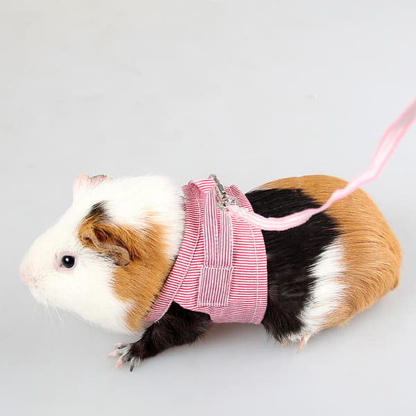 2 stycken Hamstertransportkoppel blå rosa Hamstertransportkoppel justerbart med klockdetektor.