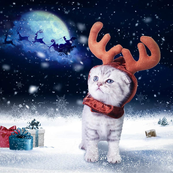 Jultomtekostym för katt med flätad hatt Djurkostym för katt