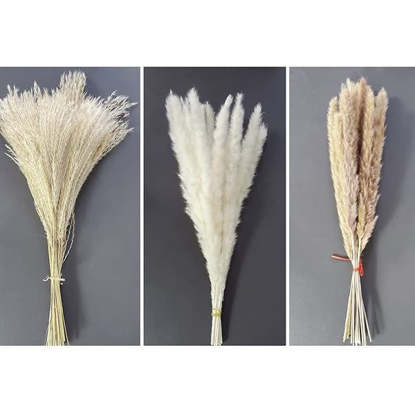 75 stykker | 20 stk. hvide pampas og 20 stk. brune pampas og 35 stk.
