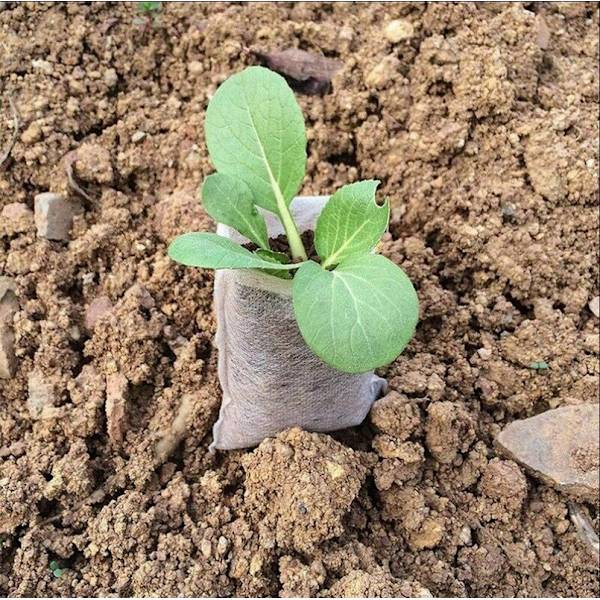 500 stk. 8x10cm Versailles Biologisk Nedbrydelige Planteposer til Frøplanter Ikke-vævet