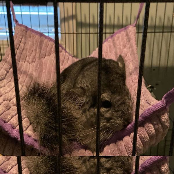 Pieni eläinhamakki, fretin hamakkipeti, häkin hamakki (violetti)