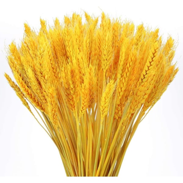 Golden - 100 naturlige tørkede hveteblomster Naturlig tørket blomst Bo