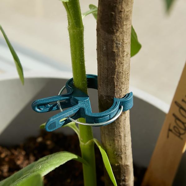 Klemmer til at fastgøre planter: 50 grønne planteclips Størrelse L - Climbi