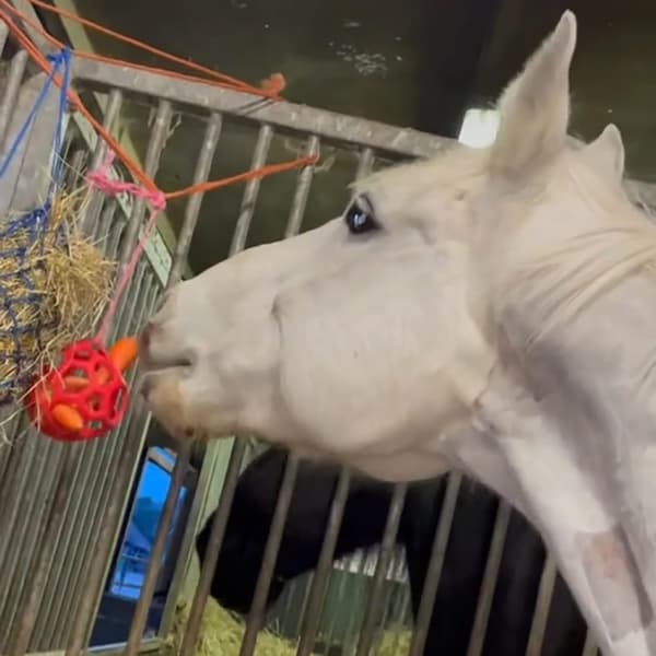 Pack Horse Therapy Balls Hömatare Hästleksaker, Pololeksaker Lek Ho
