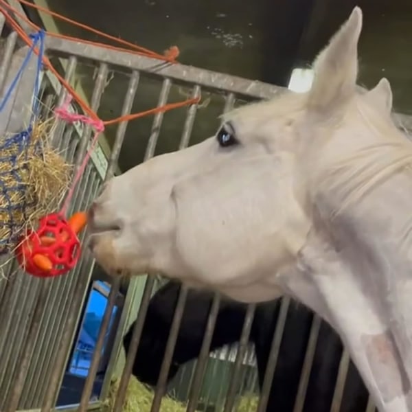 ##/Pakhest-Terapi-Bolde Hay Feeder Heste Legetøj, Polo Legetøj Spil Ho##/