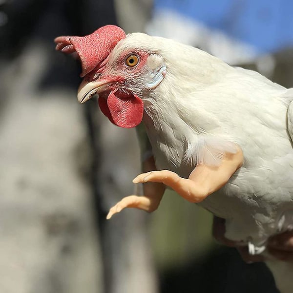 Superhjälte kycklingarmar att sätta på kycklingar, fantastiska kostymer för kycklingar, mememuskler armar, få din kyckling att bli viral, rolig gagpresent