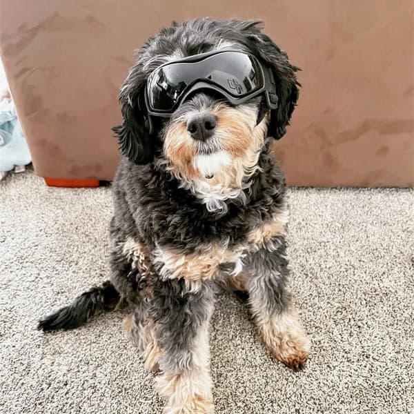 Skyddande Hundglasögon Medium Anti-UV Solglasögon för Små till Medelstora Hundar