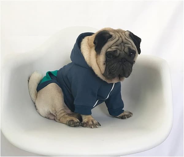 Glidelåshettegenser for kjæledyr Hundekattklær Søte dyreklær Wa