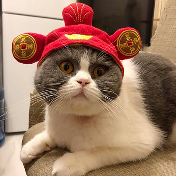 Jultomtekostym för katt med flätad hatt Djurkostym för katt