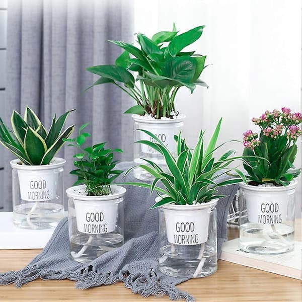 2 Sett Dobbel Hydroponisk Epipremnum Aureum Selvvannende Blomsterpotte Hjemmeinnredning Round Bottom