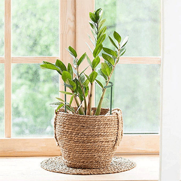 Växtstöd - 25cm, Spaljé för klätterväxter, Växt