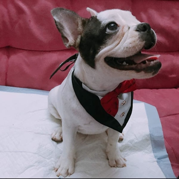 Formell Hund Smoking Bandana med Fluga Husdjurskostym Svanskrage Justerbara Nacktillbehör Partykostym Bröllop Halsduk för katt och hundar (Röd) R