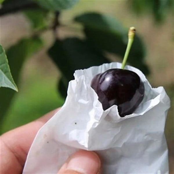 Frugtbeskyttelsesposer mod insekter Anti-fugleposekontrol til jordbærkirsebærjujube