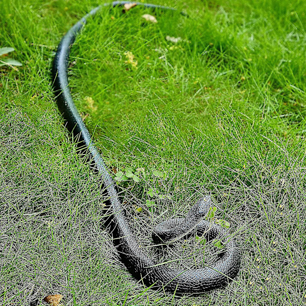 Gummisnok Realistiska Falska Ormar Leksak Stora Pythons Realistiska Falska Ormar Falsk Orm-mxbc