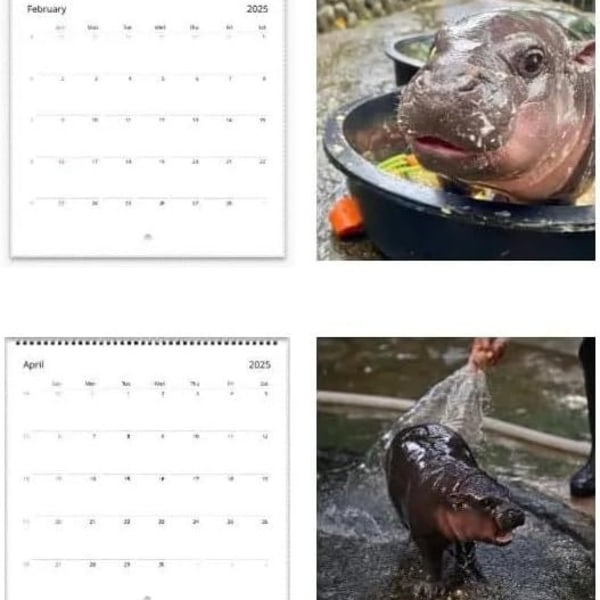 Ny Moo Deng-kalender | 2025-kalender Internetkändis flodhäst modern kalender