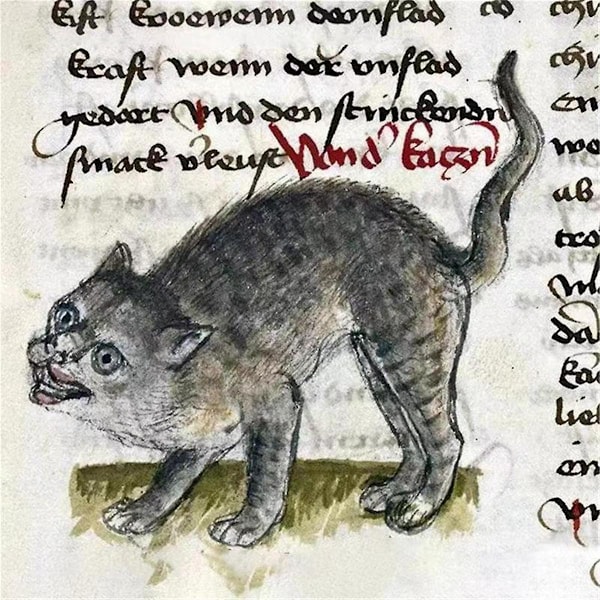Konstig Medeltida Katter Kalender, Rolig Konstig Medeltida Kattkalender 2024, Kattpromenad Konstig Medeltida Kalender