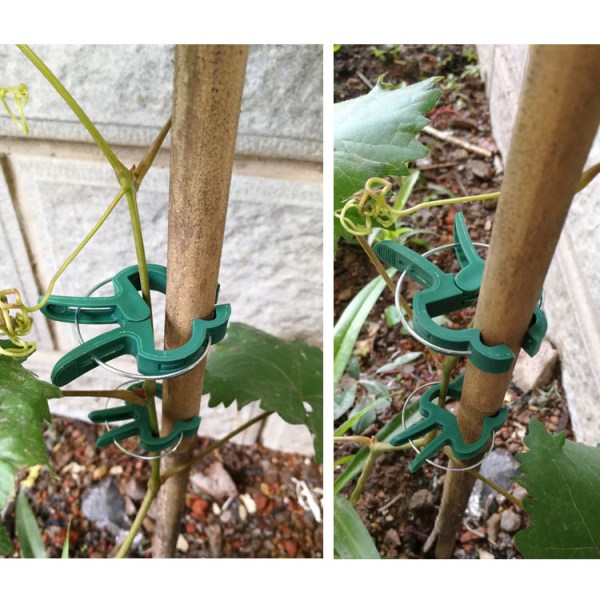 Klips for å feste planter: 50 grønne klips for planter størrelse M - Hjelp for kli