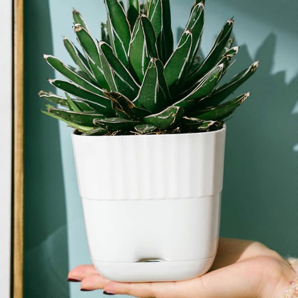 Hartsblomkruka i plast som imiterar keramik