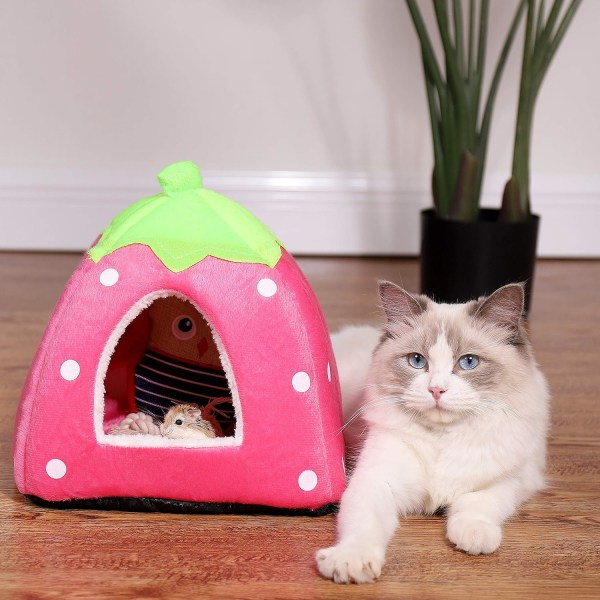 Hamster Marsvin Kanin Hund Katt Chinchilla Igelkott Fågel Liten