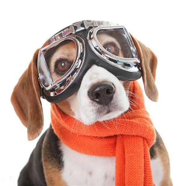 Hunde Goggles Hunde Oversized Frame Harley Briller Til Udendørs Kørsel