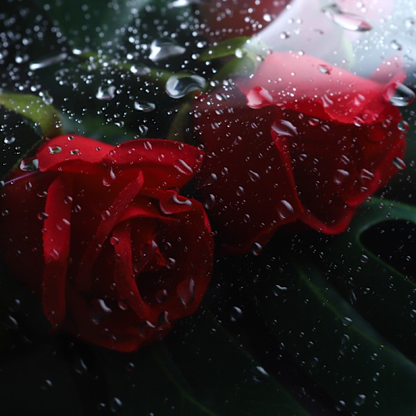 TRANSPARENT TRANSPARENT PAPPER FISK BLOMMA FISK BLOMMA PODUCLE PAPPER PAPPER PAPPER PAPPER PAPPER PAPPER PAPPER PAPPER BUKETT BUKETT