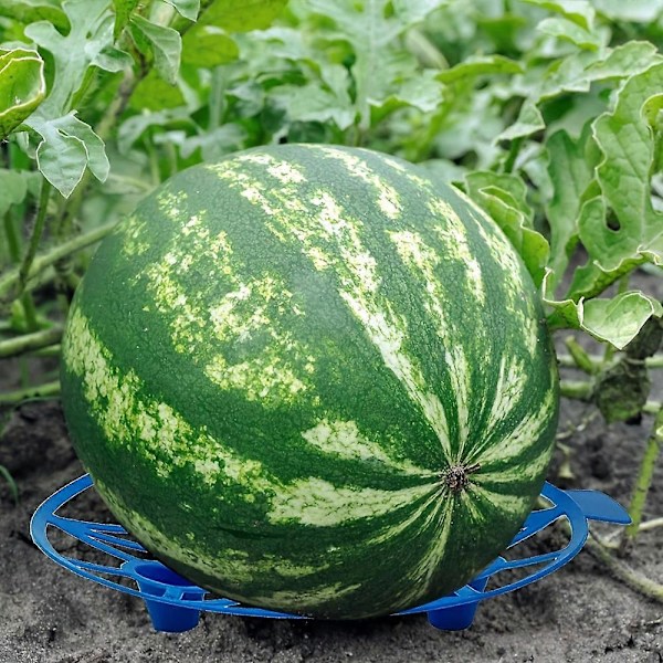 10 st vattenmelonfästen blå plast jordgubbsfästen pumpafästen set skydda pumpor