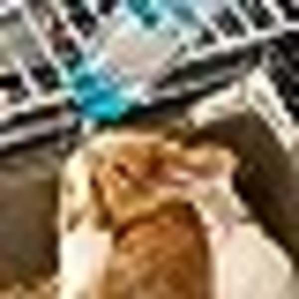 2 Kanin Flaska Marsvin Flaska Dvärg Kanin Flaska för Bur Rodent Flaska Drickare Kanin Vatten Dispenser Kanin Hamster Flaska för Hamstrar Råttor Guineas Fretters Kaniner Smådjur 250ML