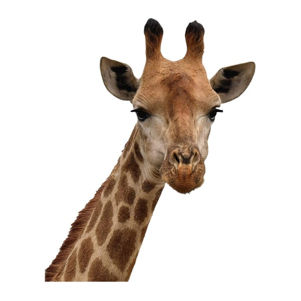 1 st söt giraff väggdekal väggklistermärke väggdekoration för sovrum