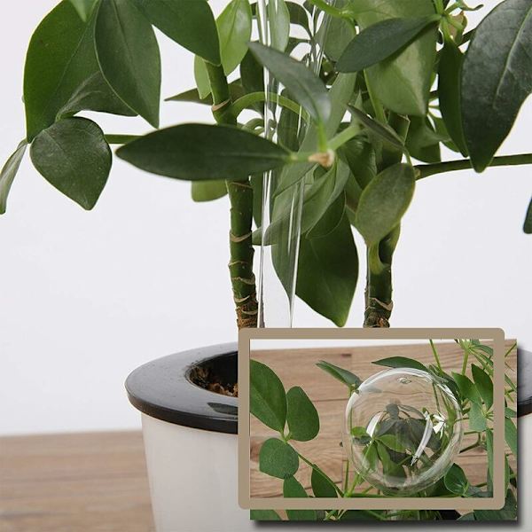 Automatiska bevattningslökar Blomma Vatten Droppbevattning Enhet Vattenglober Självbevattningsbollar för inomhus- och utomhusväxter Transparent 13X5X5cm