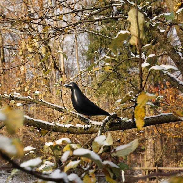 Talon lintuhuoneen sisustus - Hartsikyyhkykoriste toimistoon kotiin