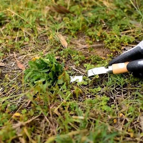 Ukrudtsfjerner, rustfrit stål manuel plantefjerner med