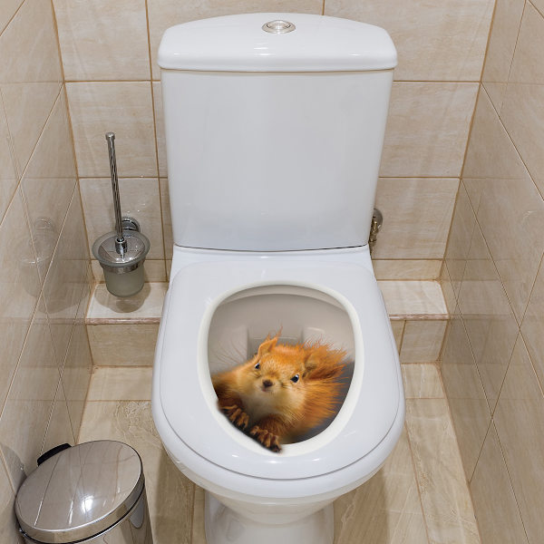 Orava-tarrat WC-istuimen tarrat Irrotettavat Vedenpitävät WC-istuimen tarrat kylpyhuoneeseen WC-vessaan