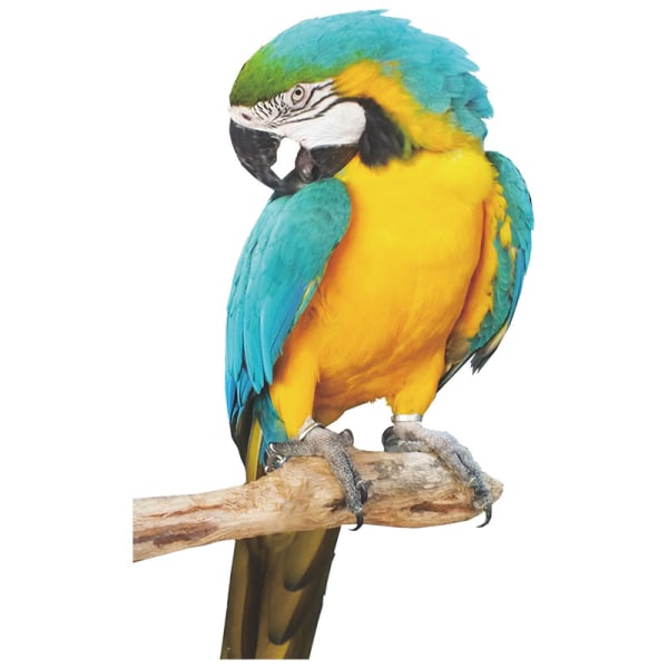 Söt liten papegoja väggdekal fågelväggdekal för vardagsrum B