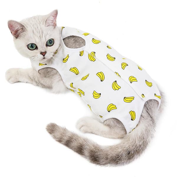 Kattsterilisering Kläder Katt Postpartum Kläder Vår Och Sommar