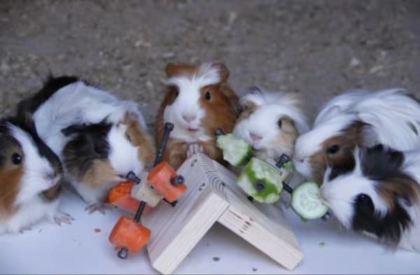 Hamstertrappestige Hamstermatingsplattform Fôringsspill Godbiter