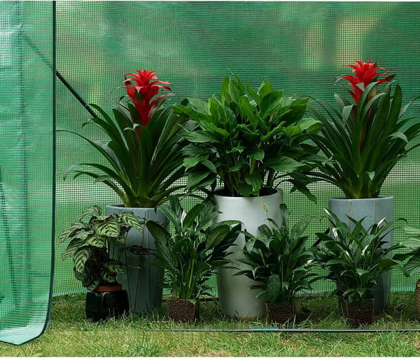 Folieväxthus för växter | Grön | 200x77x146/169 cm