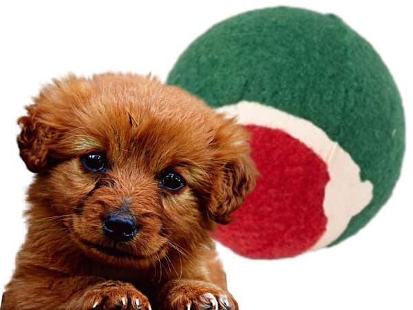 Sett med hundeleker hundetygger tygger 4 stk miks gave leketøy jul