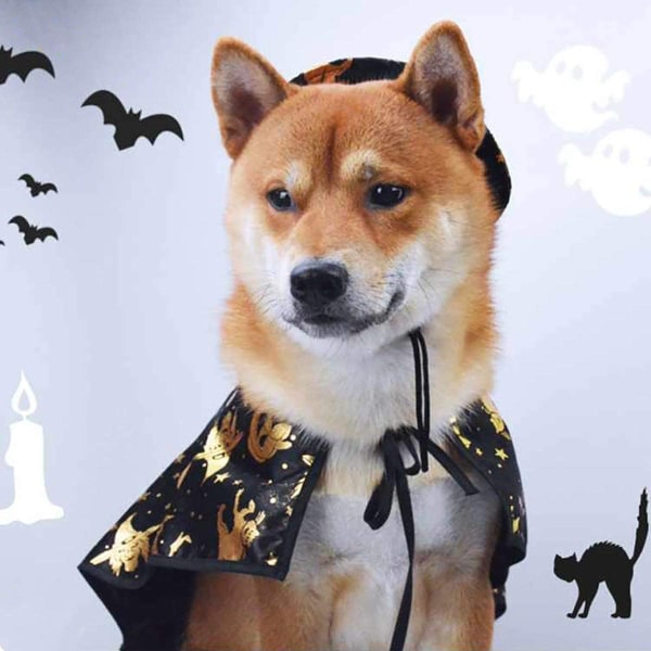 Husdjur Hund Halloween Kostym Hund Katt Halloween Häxkappa