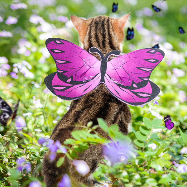 Kjæledyrtrykt sommerfugl blir til en interessant flerfarget katt
