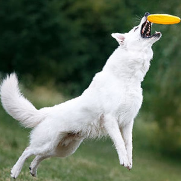 Koiran lentolevy, koiran lentolehtinen koiralelu, koiran pehmeä kumi interaktiivinen