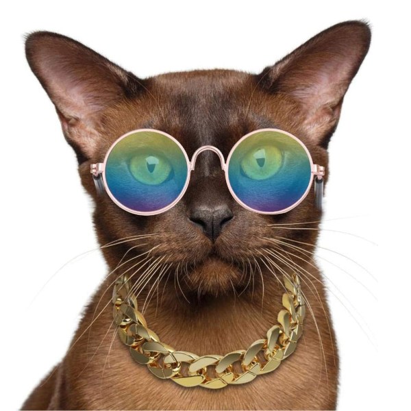 Morsomme søte hundekatt retro mote solbriller briller gjennomsiktig